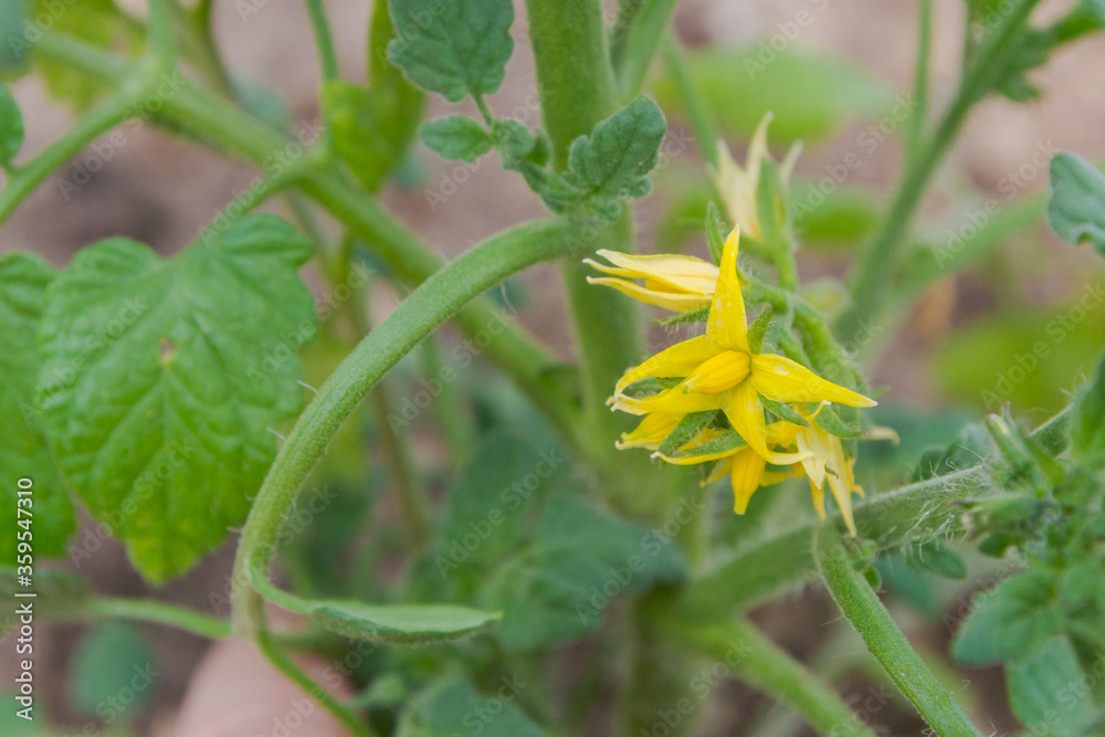 Yellow flowers of a tomato plant is ripening in the greenhouse Yellow flowers of a tomato plant is ripening in the greenhouse