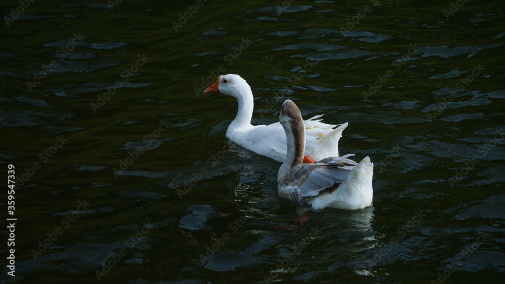 Domestic geese (Anser anser domesticus or Anser cygnoides domesticus) Domestic geese (Anser anser domesticus or Anser cygnoides domesticus)