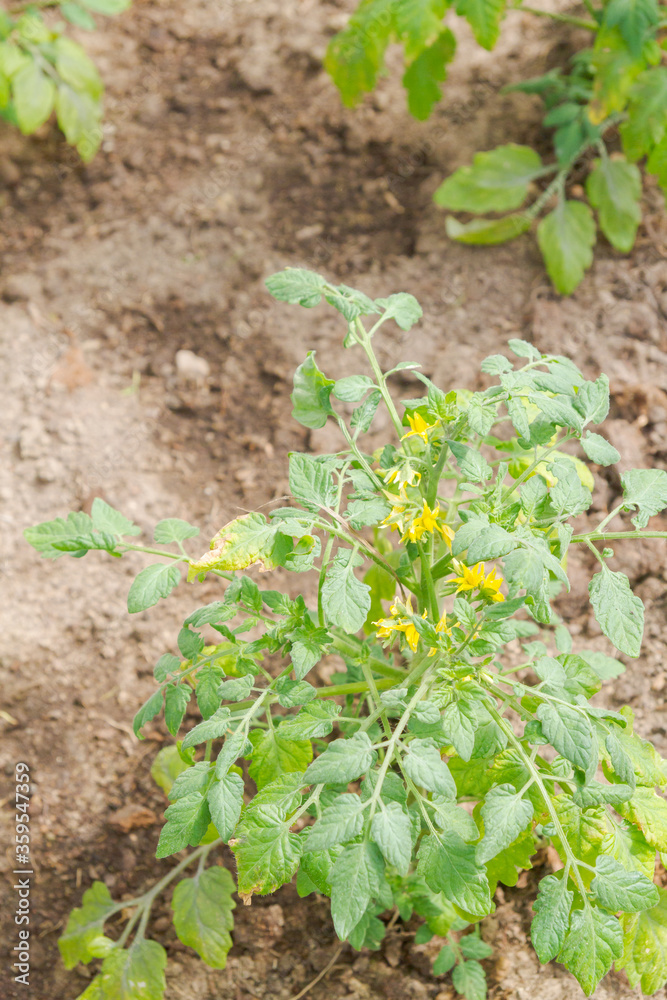 Yellow flowers of a tomato plant is ripening in the greenhouse Yellow flowers of a tomato plant is ripening in the greenhouse