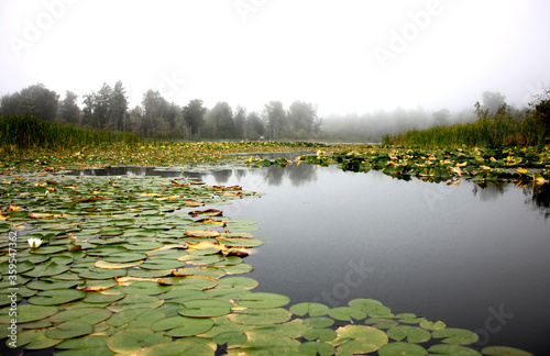 Peaceful water scenes and shorelines with reflections fog and lily pads