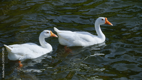 Domestic geese (Anser anser domesticus or Anser cygnoides domesticus)