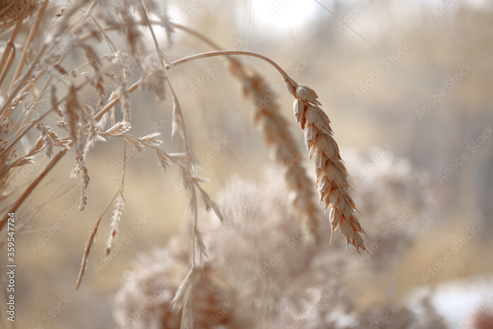 Obraz premium dry spikelets and dry grass beige on a blurred background