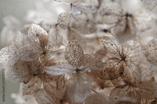 dry hydrangea flowers close up on blurred background in contoured sunlight