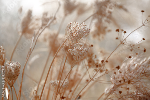 dried wild carrot flowers (Daucus carota) together with dried grass and spikelets beige close up on a blurred background © Irina Boldina