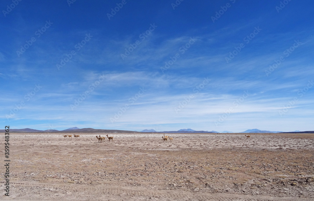 Vicunas in the Altiplano of Bolivia in South America