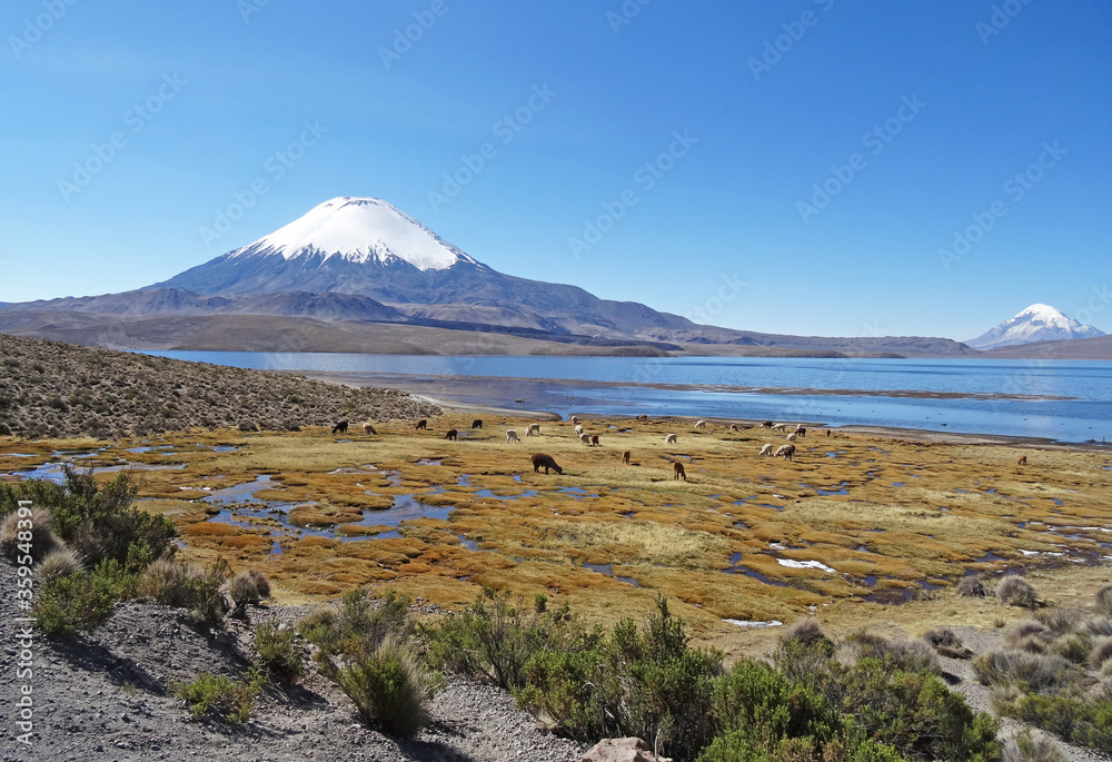 Chungará lake and volcano in Lauca National park in Northern Chile. 