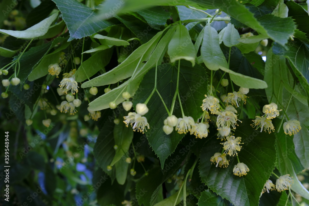 Obraz premium Linden tree blooming