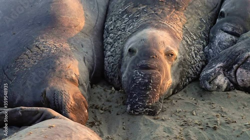 Californian elephant seals sleeping at Big Sur in Point Piedras Blancas, San Simeon, California, United States. Northern elephant seals: Cystophora proboscidea species.