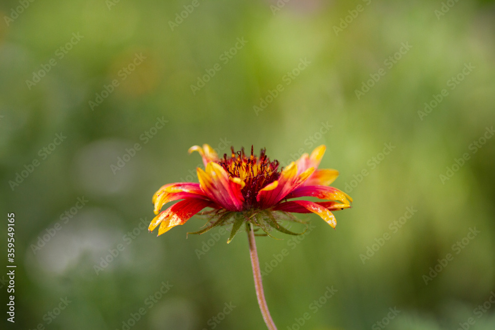 Beautiful Gaillardia flower growing in a garden with pale green background and copy space Beautiful Gaillardia flower growing in a garden with pale green background and copy space