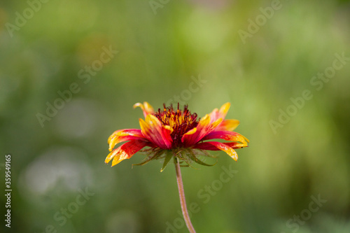 Beautiful Gaillardia flower growing in a garden with pale green background and copy space