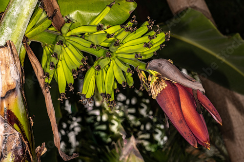 Banana (Musa acuminata 'Dwarf Cavendish') photo