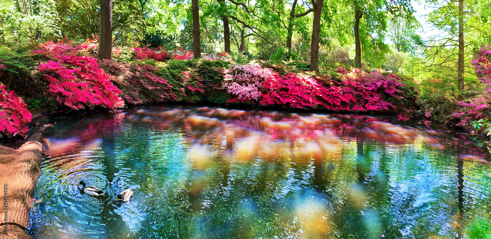 Fototapeta Beautiful red and pink flowers outdoors surrounding a pond in springtime in Isabella plantation of Richmond garden, London