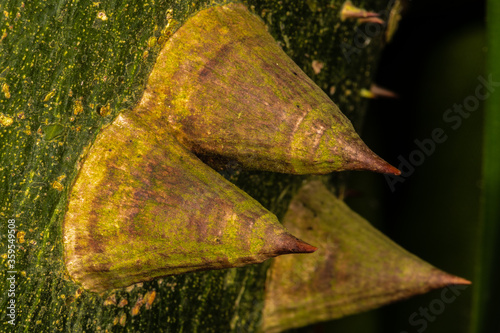 Thorny Ceiba Stem photo