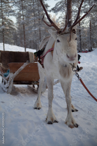 Santas Reindeer