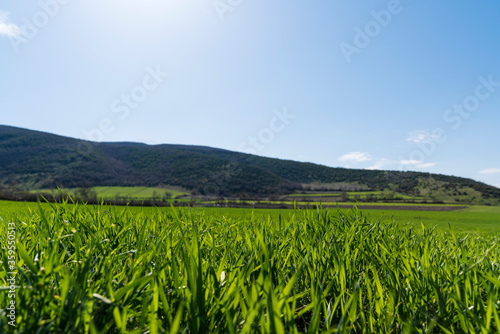 Close-up wheat field and mountain landscape in spring