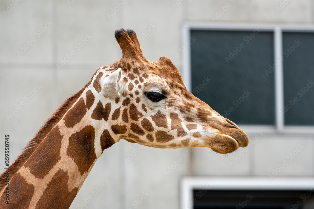 [動物]アミメキリン Stock Photo Adobe Stock