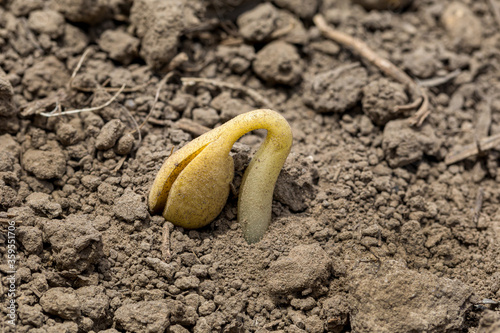 Closeup of young soybean plant with cotyledon emerging from soil in farm field. VC growth stage photo