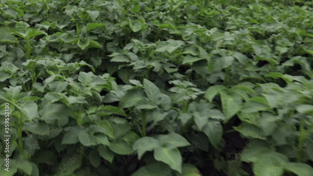 Eco bushes plant of young potato growing in field farming agriculture concept Eco bushes plant of young potato growing in field farming agriculture concept