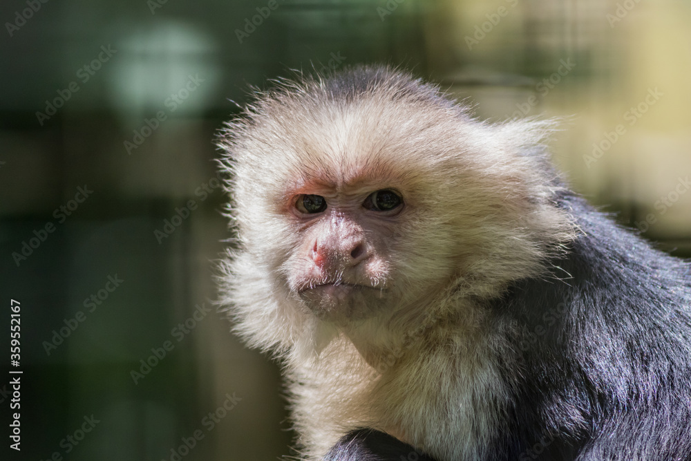 Capuchin Monkey (Cebus imitator) closeup scrunching nose making funny face copy space Capuchin Monkey (Cebus imitator) closeup scrunching nose making funny face copy space
