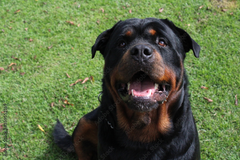 Rottweiler beautiful dog on the grass