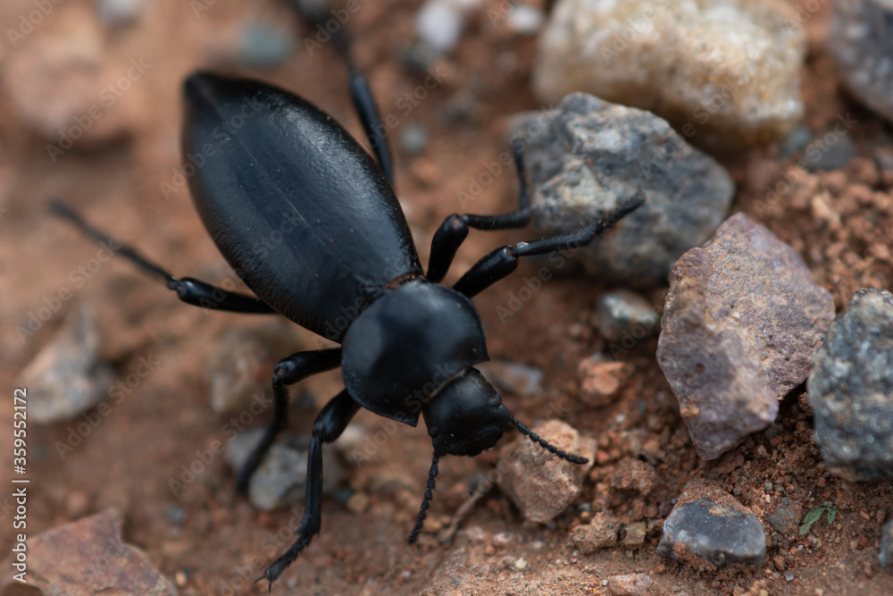 Fototapeta premium stink bug