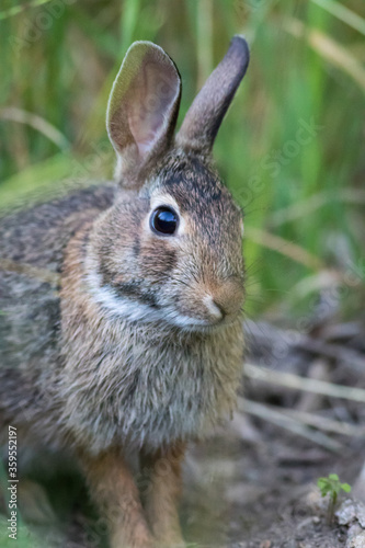 Eastern Cottontail Rabbit (Sylvilagus floridanus) closeup in soft morning light portrait © rabbitti