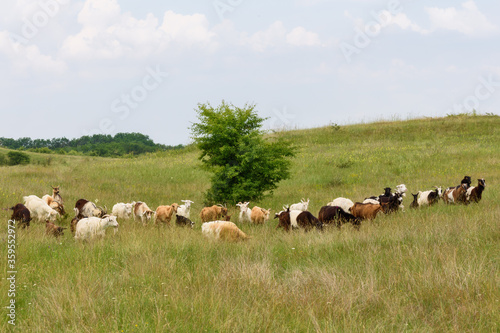 Group of sheep in nature landscape