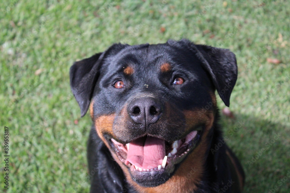 portrait of a black dog