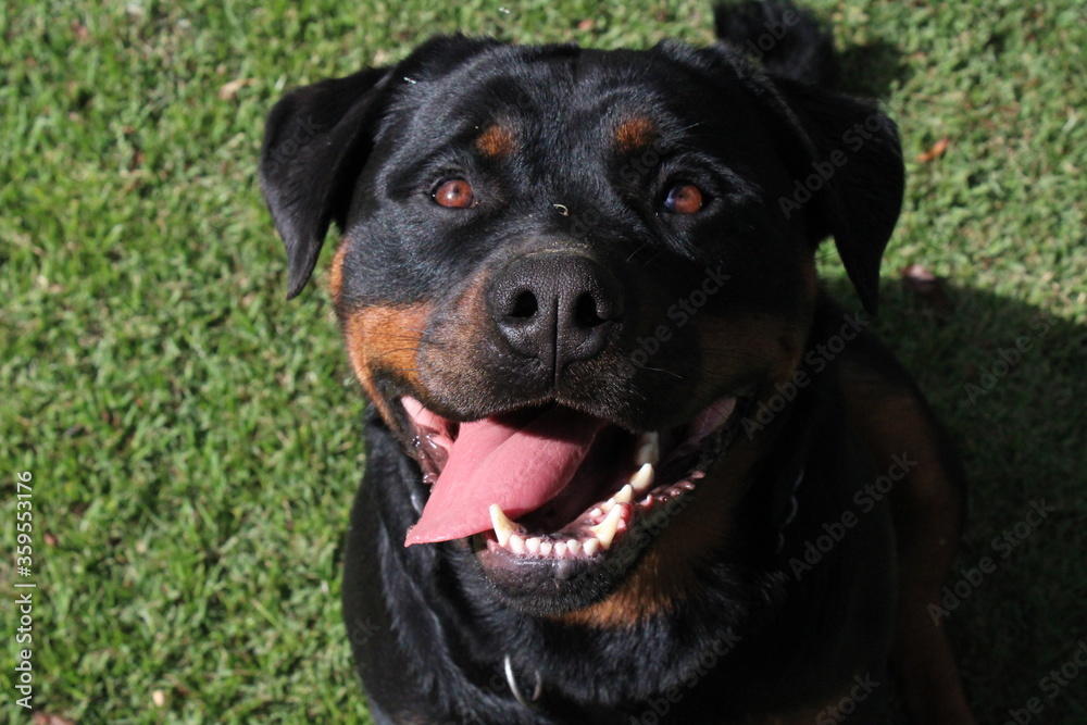 portrait of a black dog