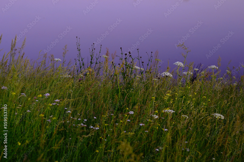 Obraz premium grass in the wind