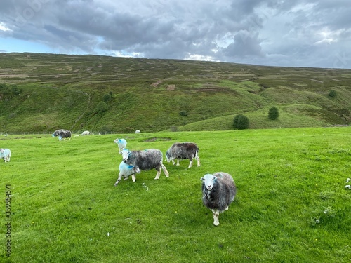 Blue stained sheep and lambs, grazing in a meadow near, Crosshills, Keighley, UK