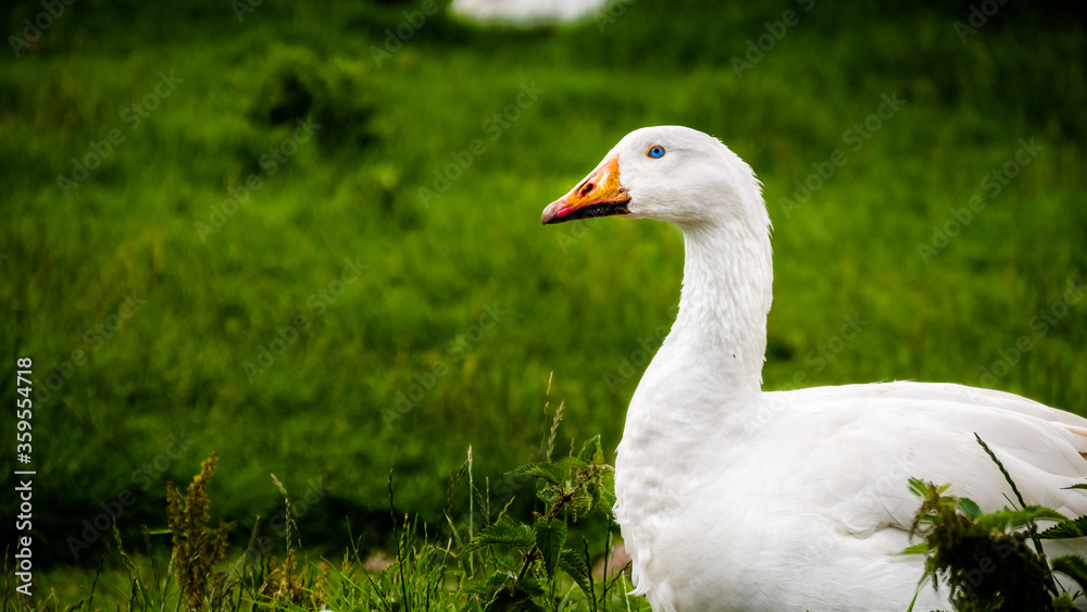 Duck with Bright Blue Eyes on Grassy Meadow Duck with Bright Blue Eyes on Grassy Meadow