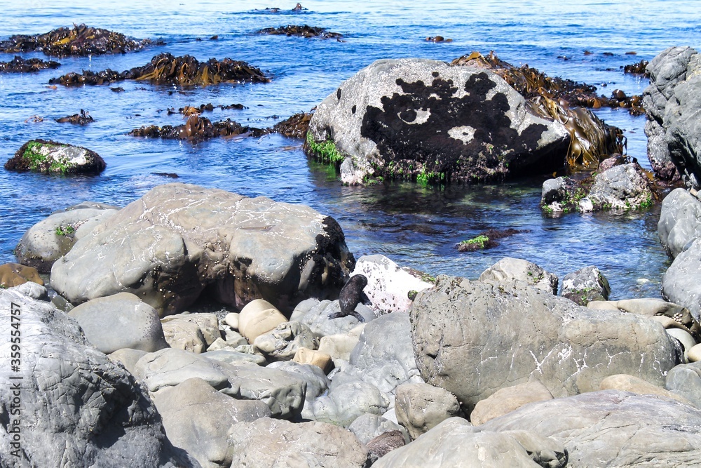 Fototapeta premium Seals on the rocks