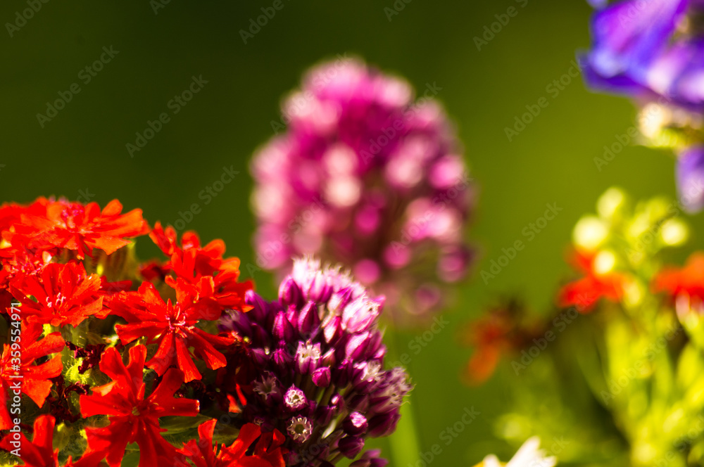 a bouquet of bright spring flowers of various types a bouquet of bright spring flowers of various types