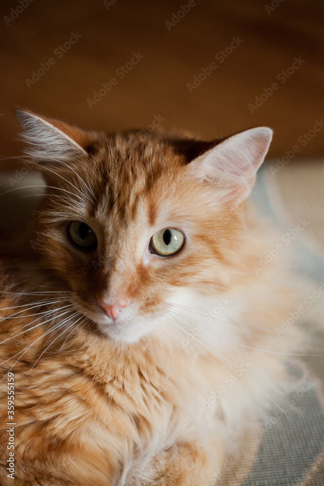 Orange tabby cat laying in living in the sun on a neutral carpet staring at camera close up portrait of cat