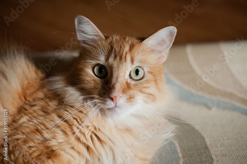 Orange tabby cat laying in living in the sun on a neutral carpet staring at camera close up portrait of cat © Christina