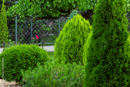 Photographie Landscaping of a backyard garden with evergreen conifers and thuja in a summer park with decorative landscape design close up details, nobody