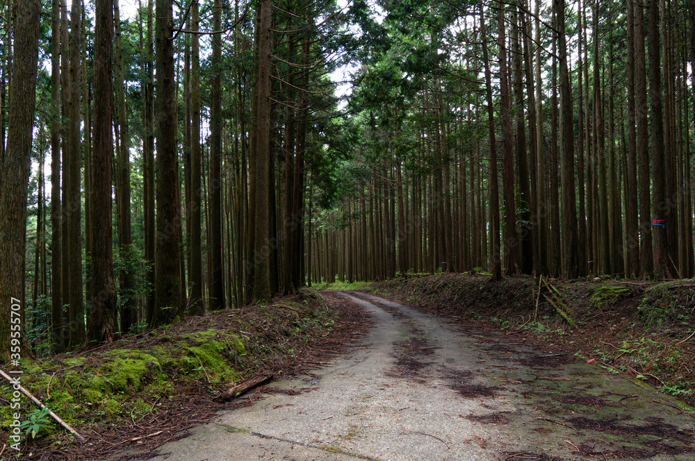 Fototapeta premium 舗装林道