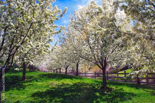 Grove of flowering trees in springtime