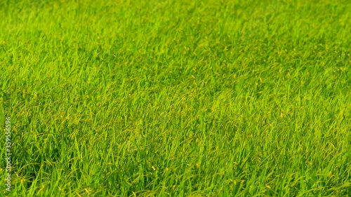 Slow motion green background of grass leaf in field on full flame photo pattern, fresh green plantation of meadow nature concept, small rice paddy tree of agriculuture farm in countryside of Thailand photo