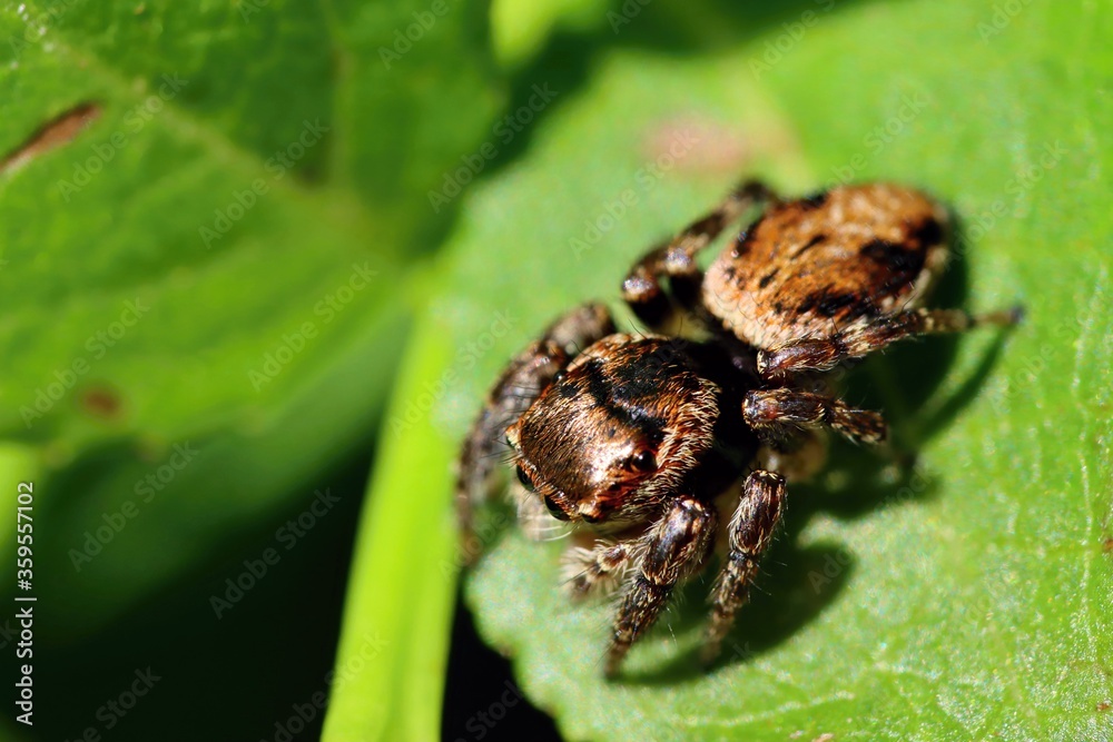 Jump spider sitting on a leaf, top view, macro. Jump spider sitting on a leaf, top view, macro.