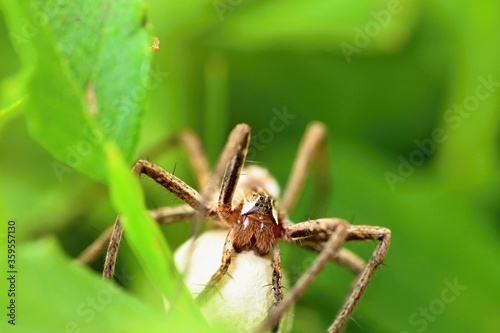 Spider (family Lycosidae - wolf spiders) with a cocoon among the grasses. Macro.