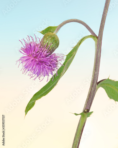 Closeup of a flowering pink Canada thistle plant