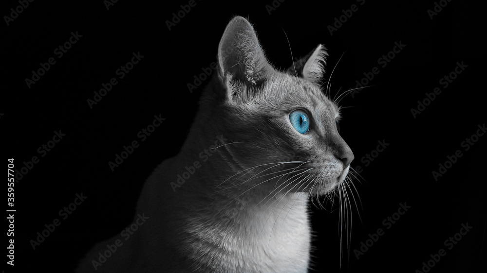 black and white cat with blue eyes