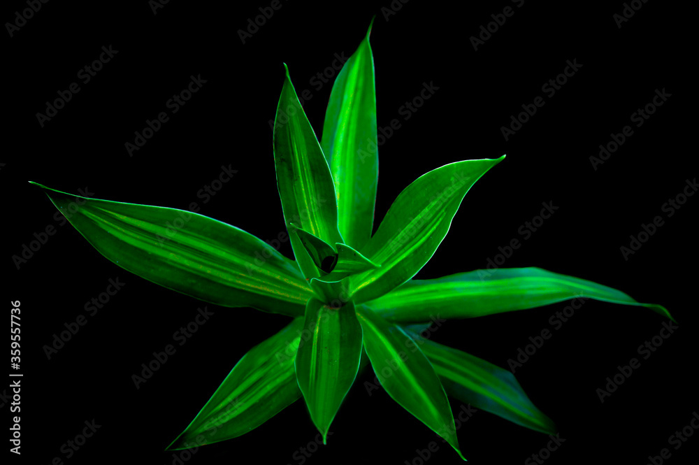 foliage foliage