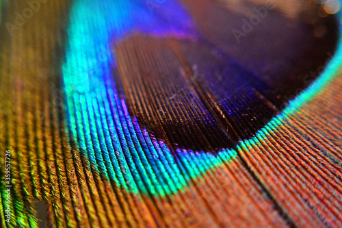 Colorful peacock feather macro closeup shot of texture © Rebeca