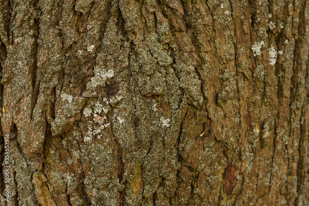 Obraz premium Texture of the trunk of an old and large tree. Bark texture. Close-up