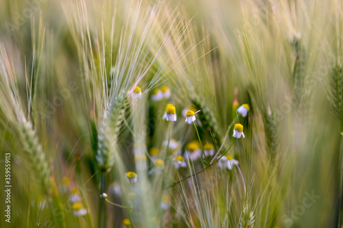 Corn field and flowers 