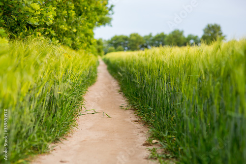 A green summer road through a corn field in Germany