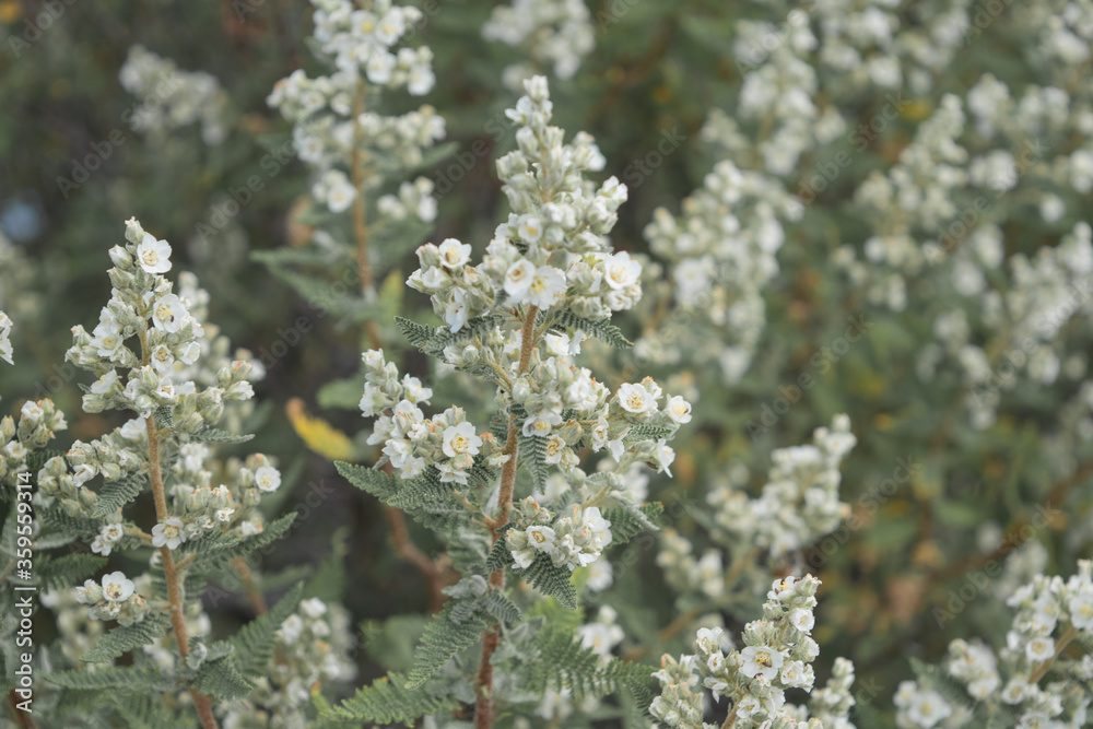 White Flower White Flower